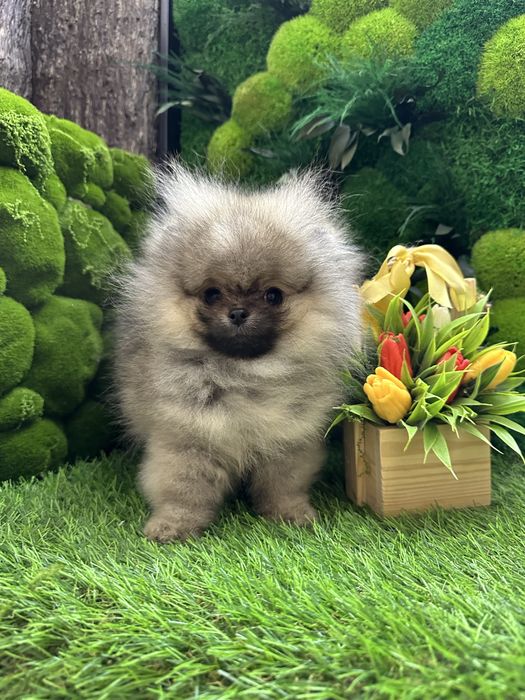 Крошка на долошку,посочка