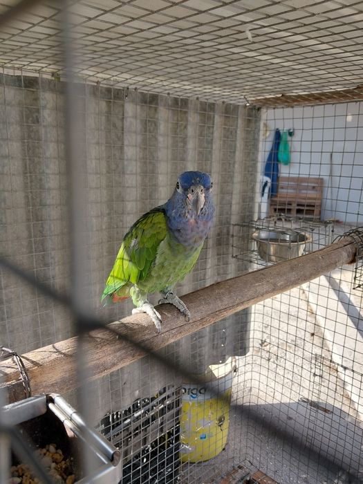 Pionus menstrus fêmea