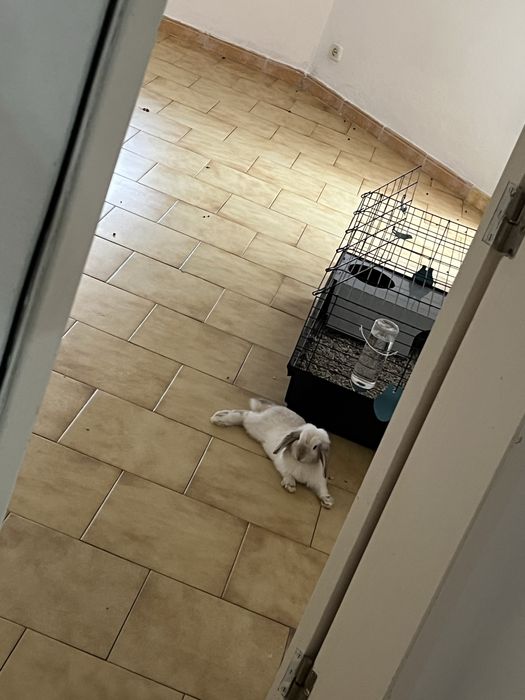 Coelho branco loop holandês orelha comprida
