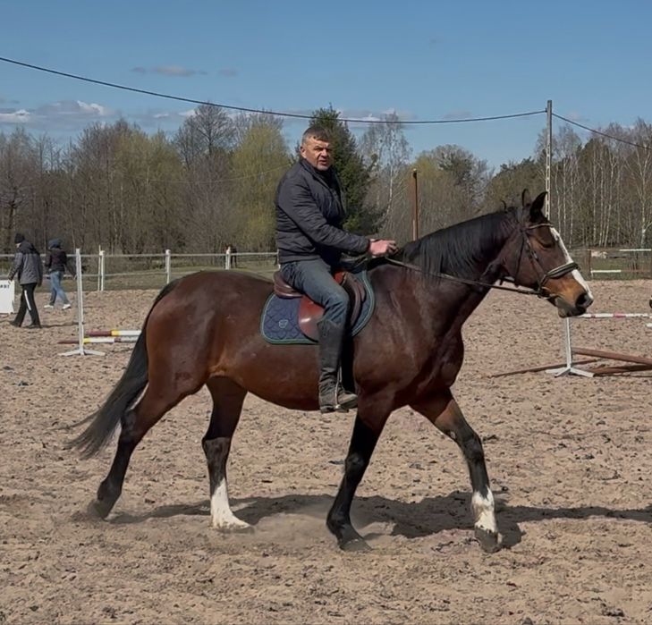 Klacz po Indoctro - ujeżdżona, sprawdzona matka