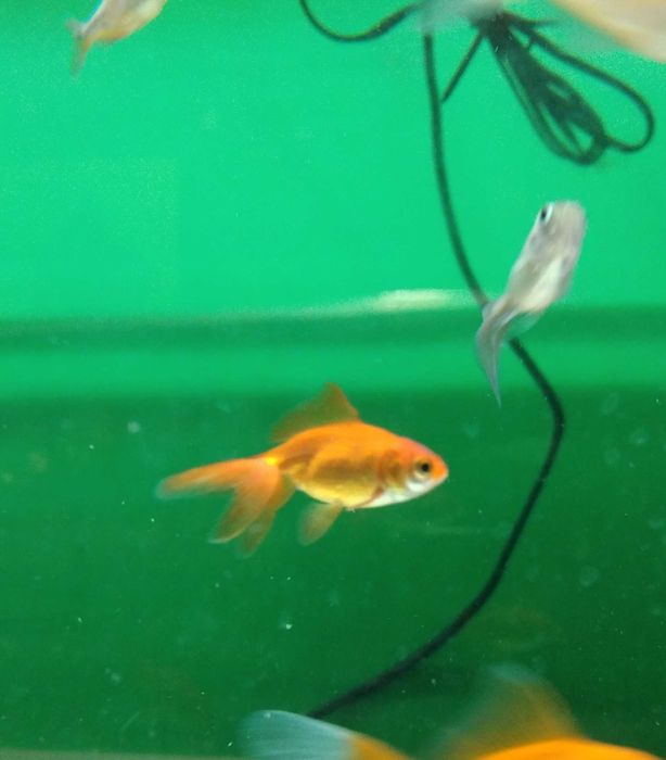 Welonka w Pawik.pl Sklep Zoologiczny w Strzyżowie