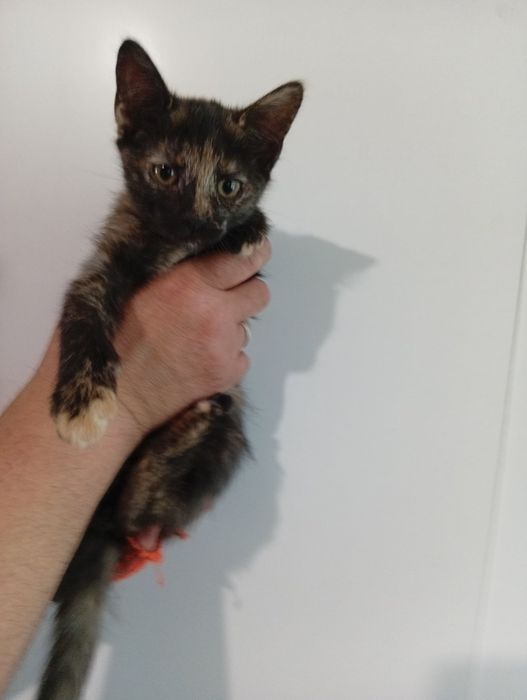 Котята в заботливые руки. Котенок бесплатно. Кот. Котик.  Кошка даром