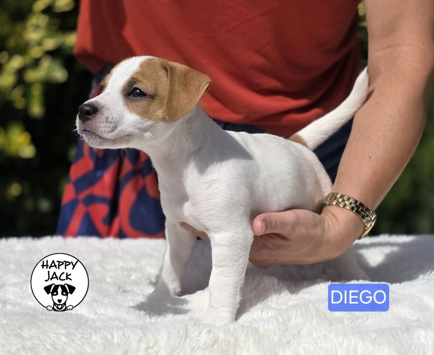 Jack Russell Terrier / piesek / gotowy do odbioru