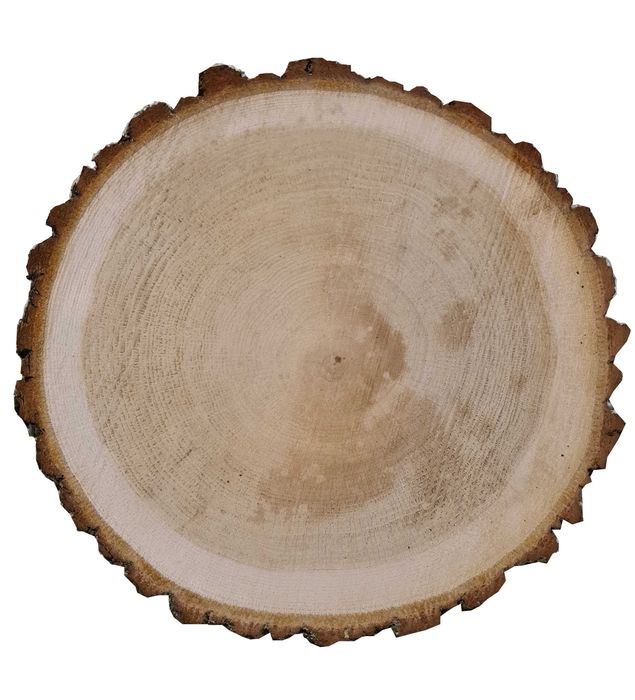 plastry drewna drzewa dębowe brzoza