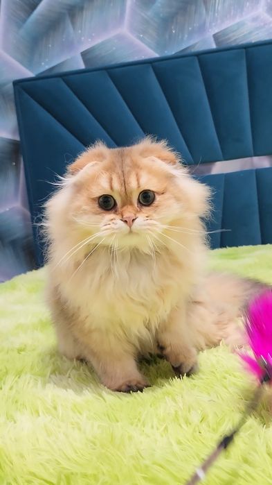 Шотландський висловухий хлопчик золота шиншила