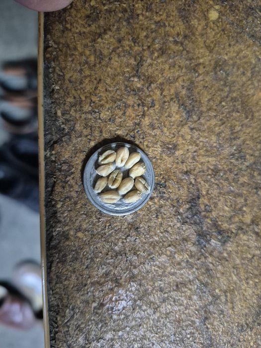 Sprzedam pszenice ozimą