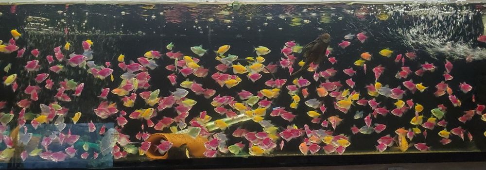 Риба в акваріум Гурамі Барбус Моллінезія Молі Молінезія Молинезия Гу