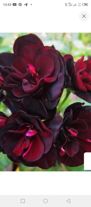 Пеларгонія королівська,зональна,ампельна