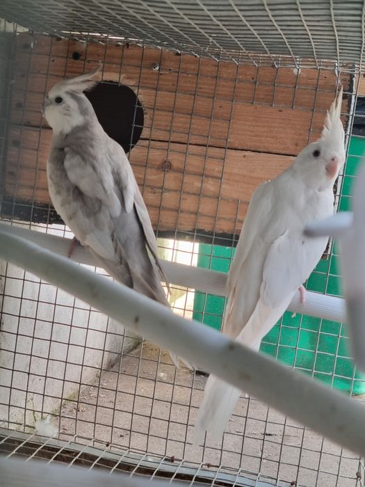 Para cedencia casal caturras