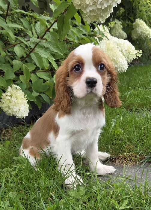 Cavalier King Charles Spaniel Samczyk