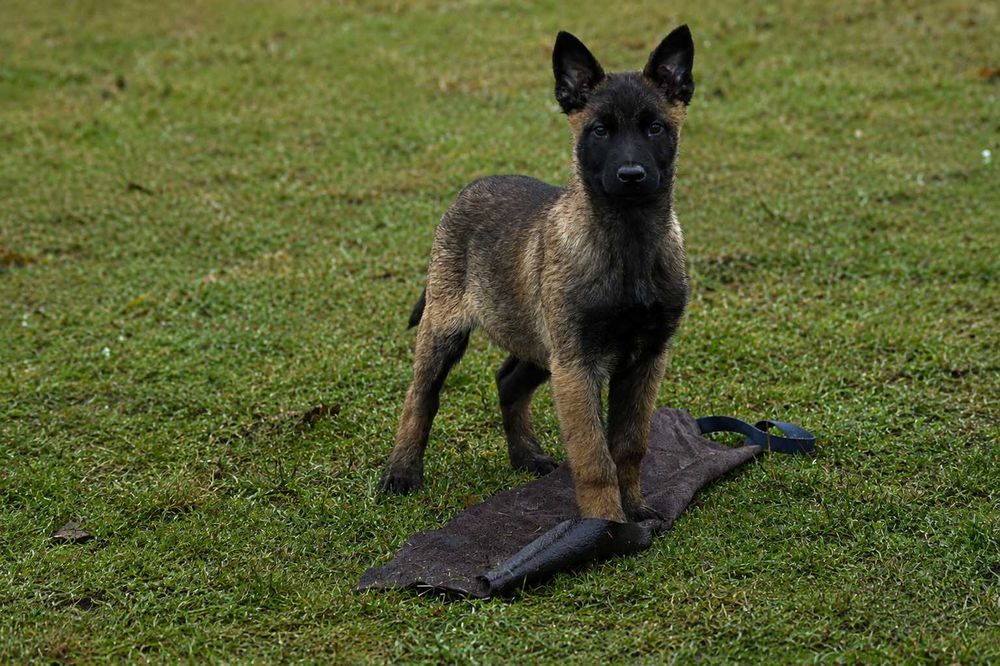 Owczarek belgijski malinois z rodowodem