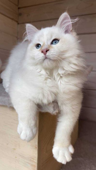 Хлопчик Фелікс порода Невська Маскарадна