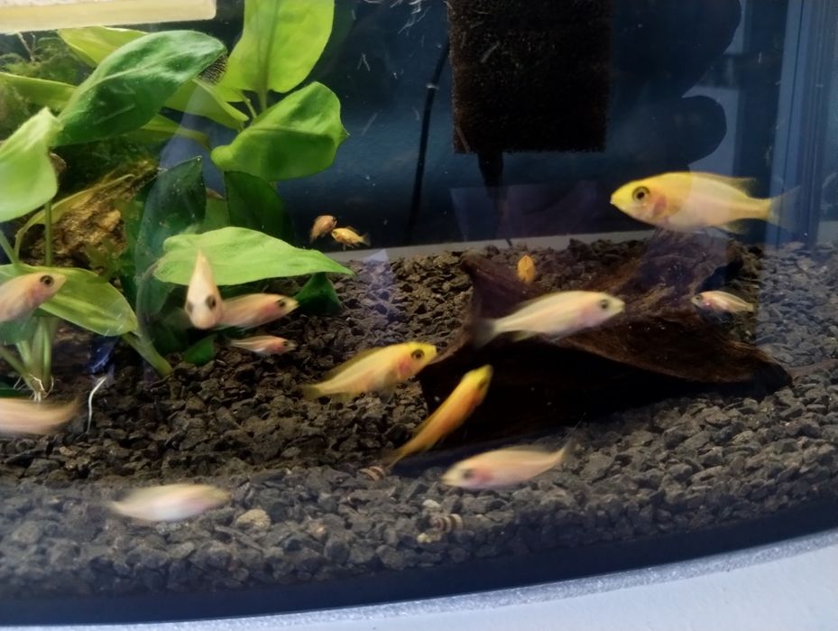 Ryby Aulonocara sp. Fire fish
