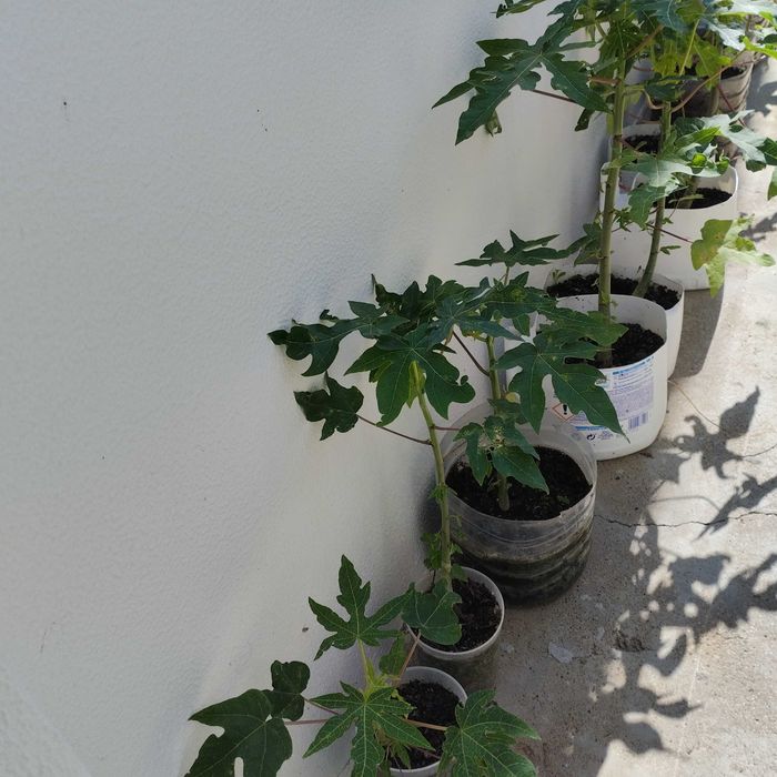 Lindas plantas de mamão