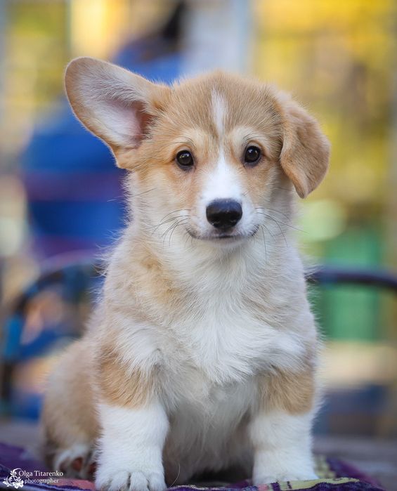 Aramis виглядає відповідального власника