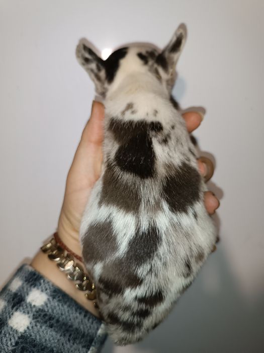 Красуні та красені французята з доставкою до вас без предоплат