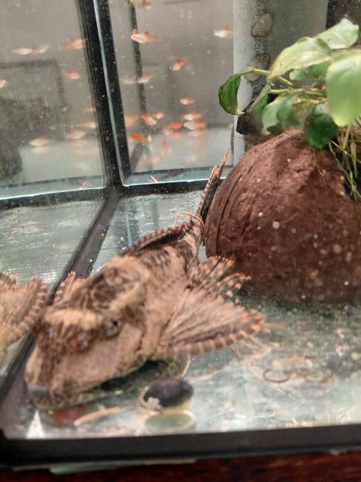Glonojad gibiceps