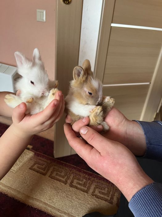 Зайчики декоративні