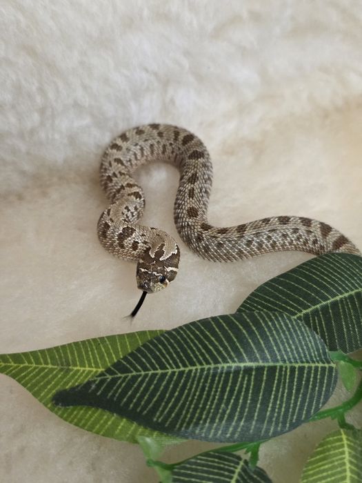 Heterodony zachodnie anaconda het. albino pos het. lavend