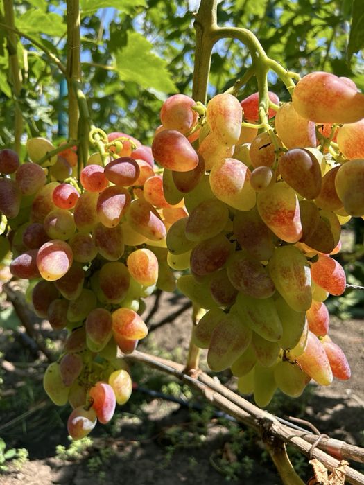 Саджанці винограду | 2 річні | Саженцы винограда | ОПТ та роздріб