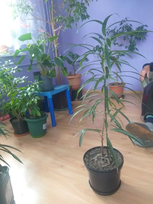 sprzedam 2 fikusy rzadkiej odmiany o długich wąskich  liści