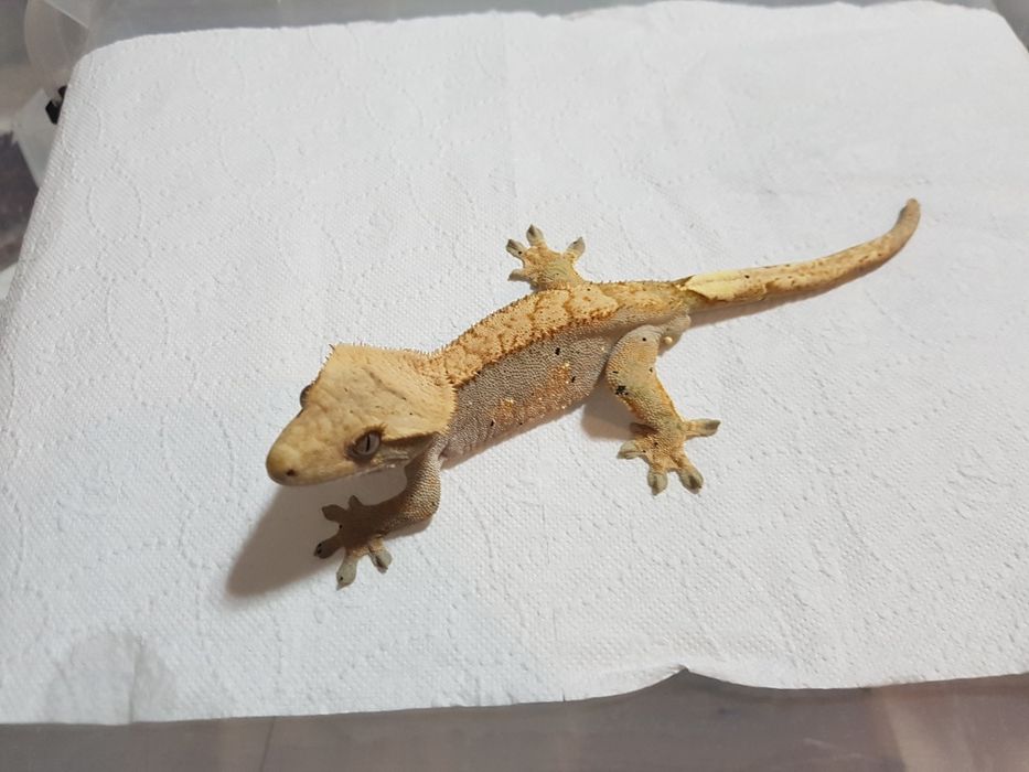 Gekony orzęsione samczyki