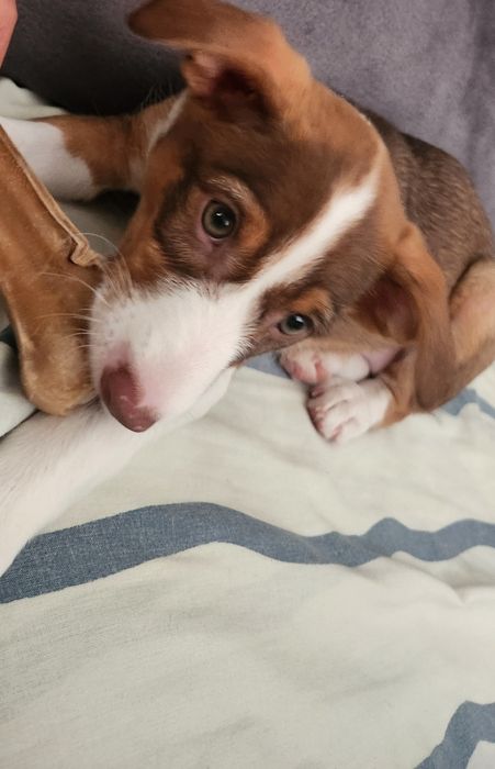 Cadelinha 3 meses ADOÇÃO RESPONSÁVEL