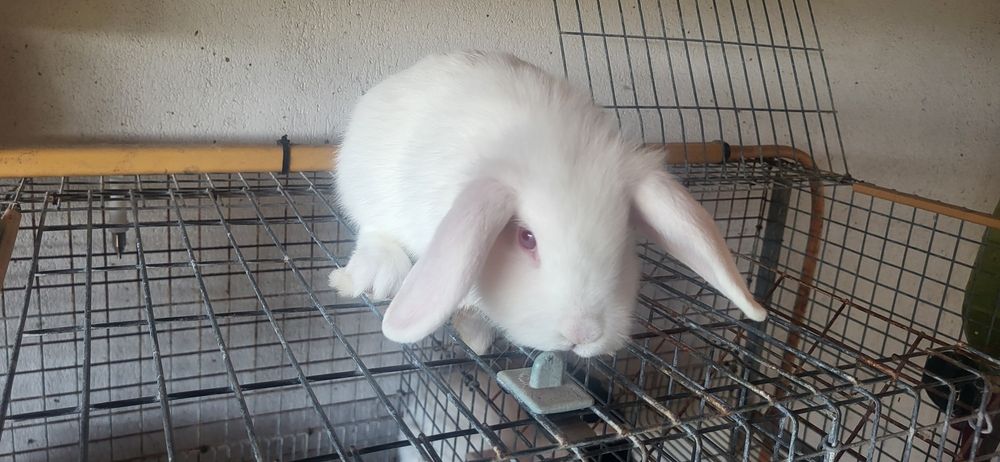 Coelhos Anões brancos