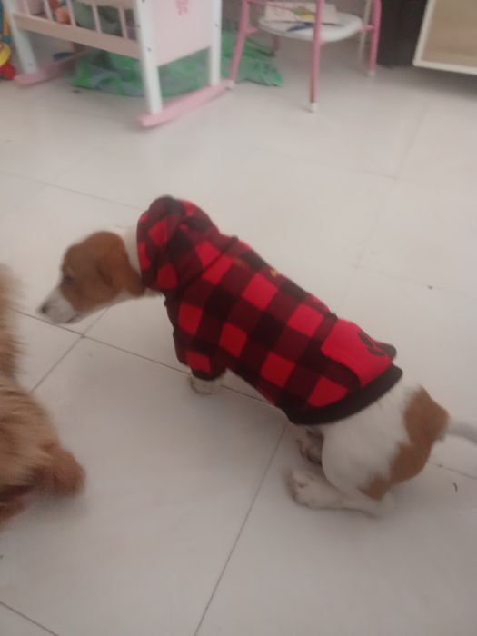 Da se arracado de Jack russel