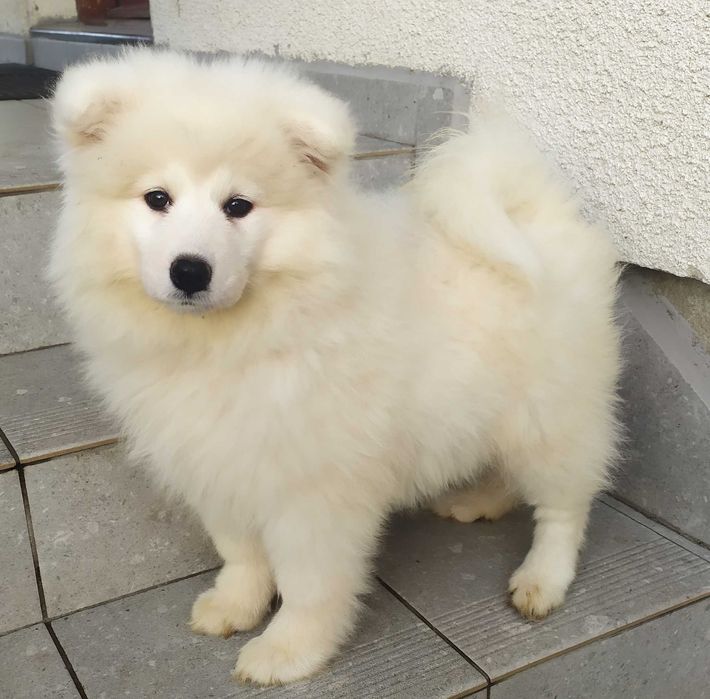 Samoyed - FCI - piękny piesek