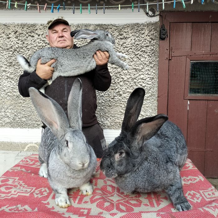 Кролі різних порід