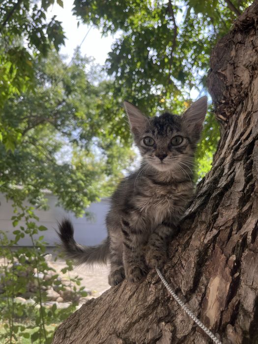Котенок в поисках дома