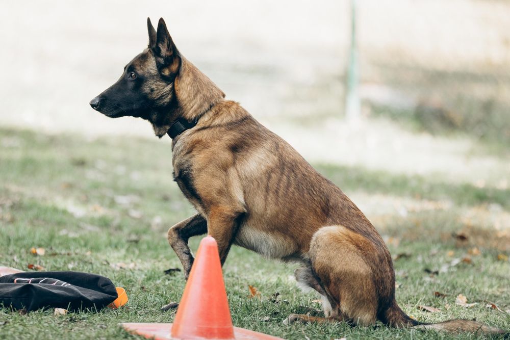 КІНОЛОГ. Зоопсихолог. Є виїзд.