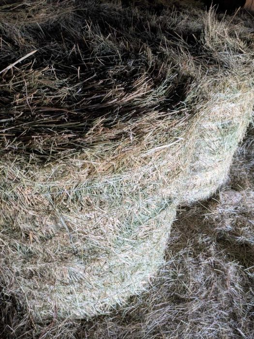 Siano baloty bele 120x120 oraz baloty siano lucerny