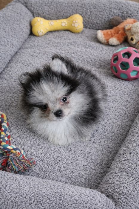 Szpic miniaturowy pomeranian pies blue merle