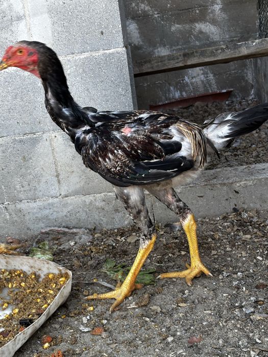 Galos indio gigante brasileiro