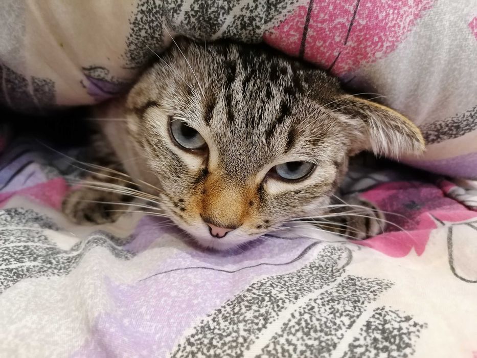 CASTRADO | Gato com as vacinas em dia disponível para adoção responsável