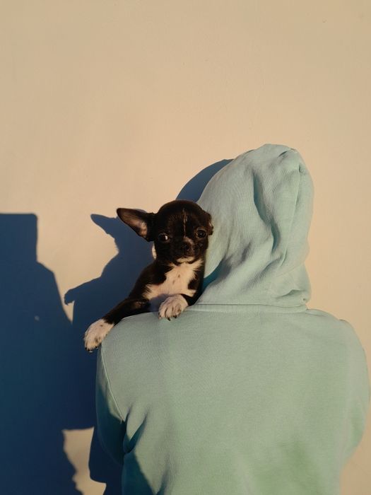 Chłopiec rasy chihuahua, 3,5 miesiąca.