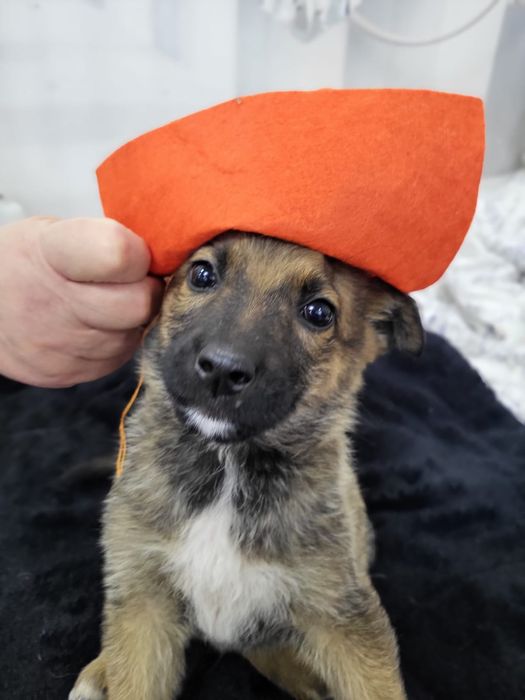 Щеночки-звоночки