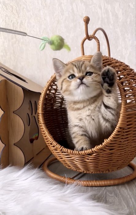 Шотландський хлопчик таббі