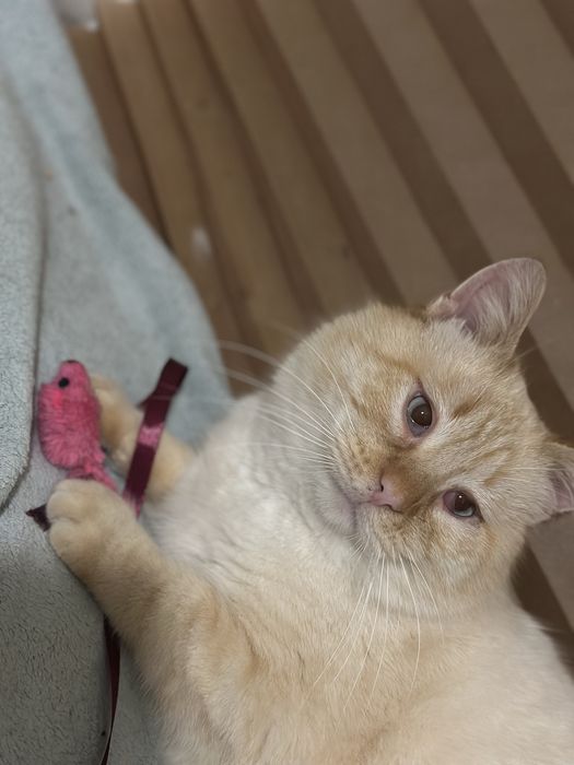 Котик у добрі руки!