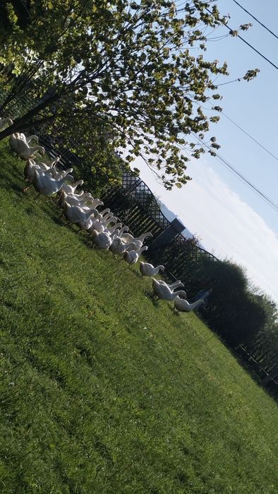 Zapisy na Gęsi kałudzkie