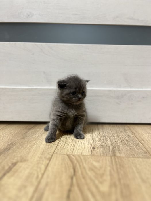 Шотландські кошенята Шотландские котята