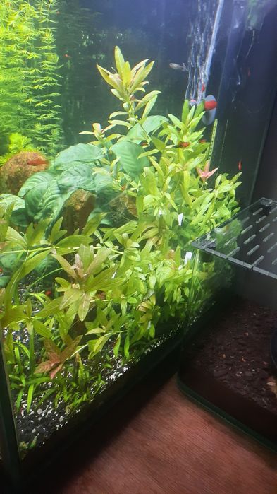 Planta aquario Hygrophila polysperma ‘Sunset