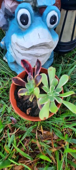 Plantas reprodução caseira adaptadas ao tempo.  Desde 3€. Vaso 8cm.