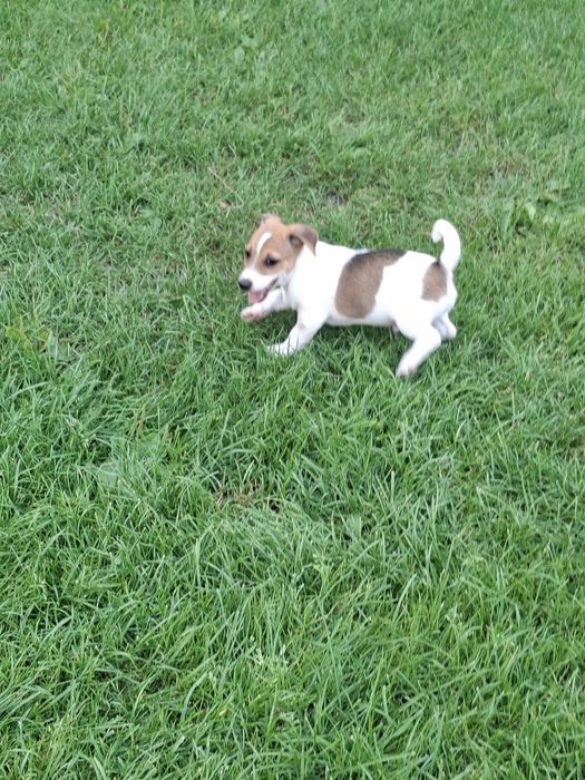 Jack  Russell  Terrier suczka