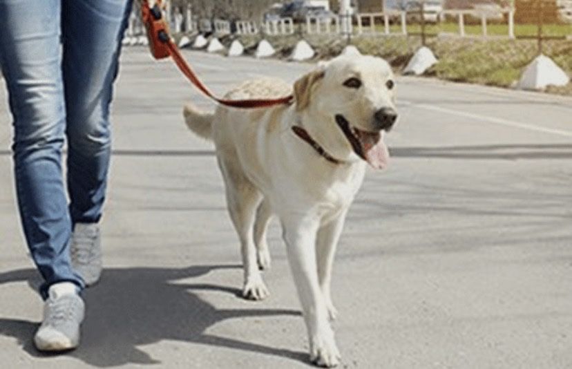 Passeios & Pet Sitting