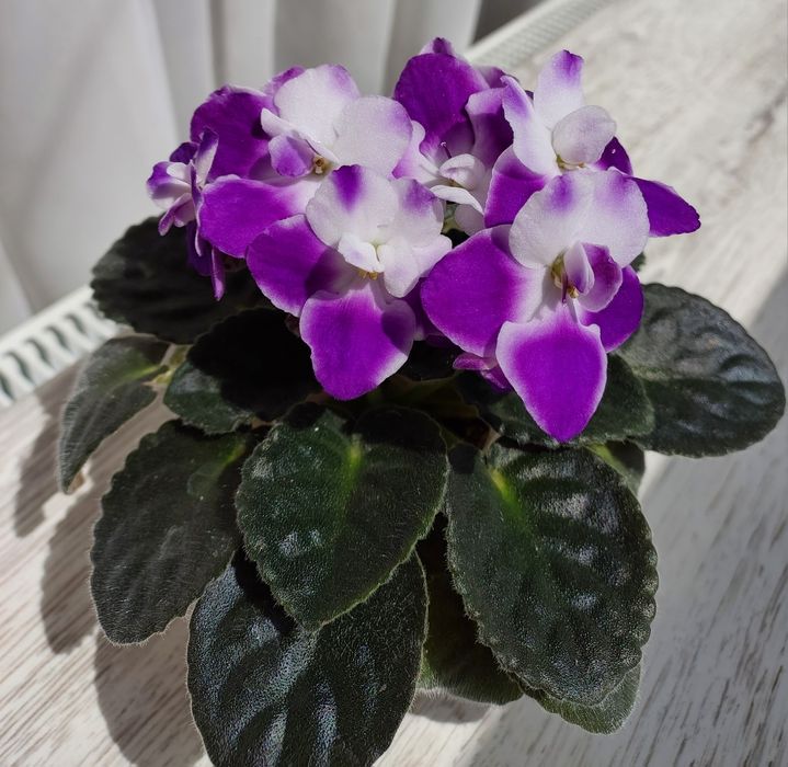 Квітучі фіалки (сенполія)