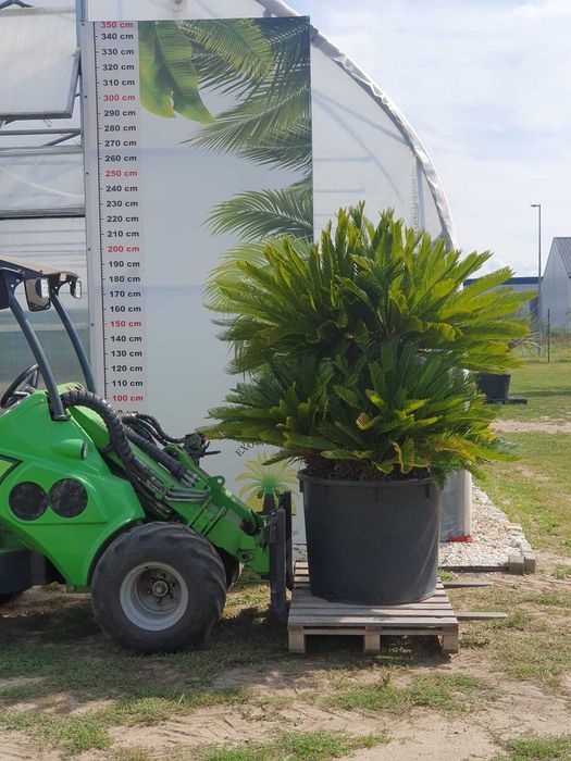 Cycas revoluta, sagowiec,palma