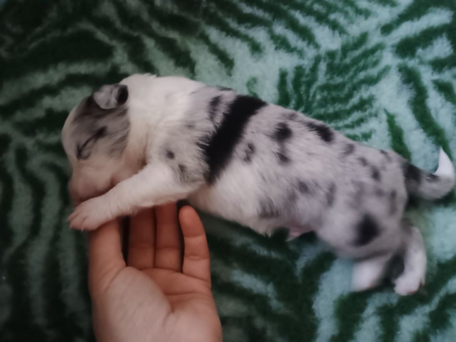 Piesek border collie blue merle ZKwP FCI